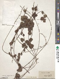 Image of Desmodium lineatum