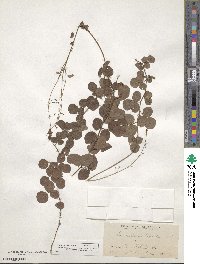 Desmodium lineatum image