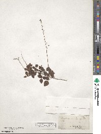 Desmodium lineatum image