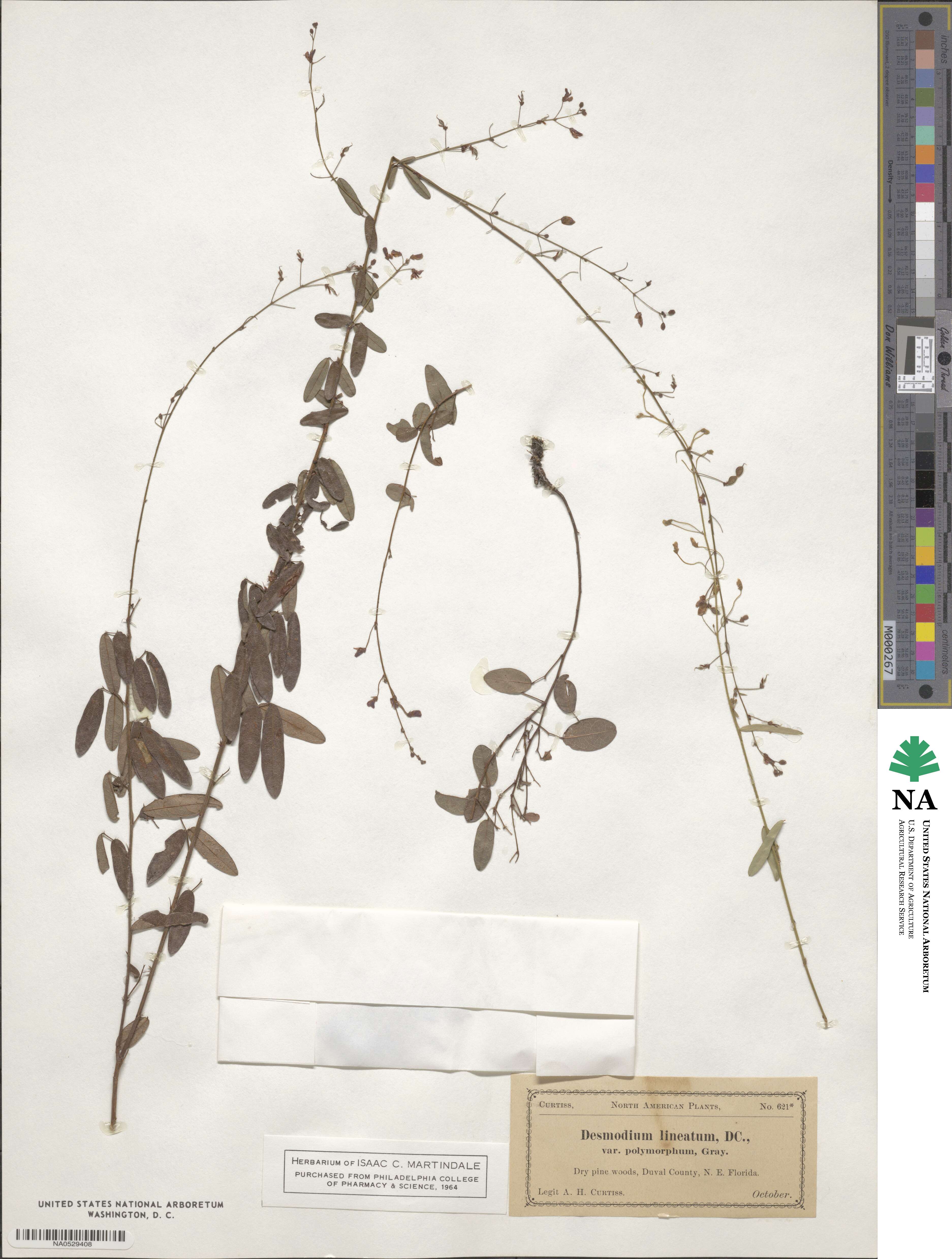 Desmodium lineatum image