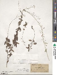 Desmodium lineatum image