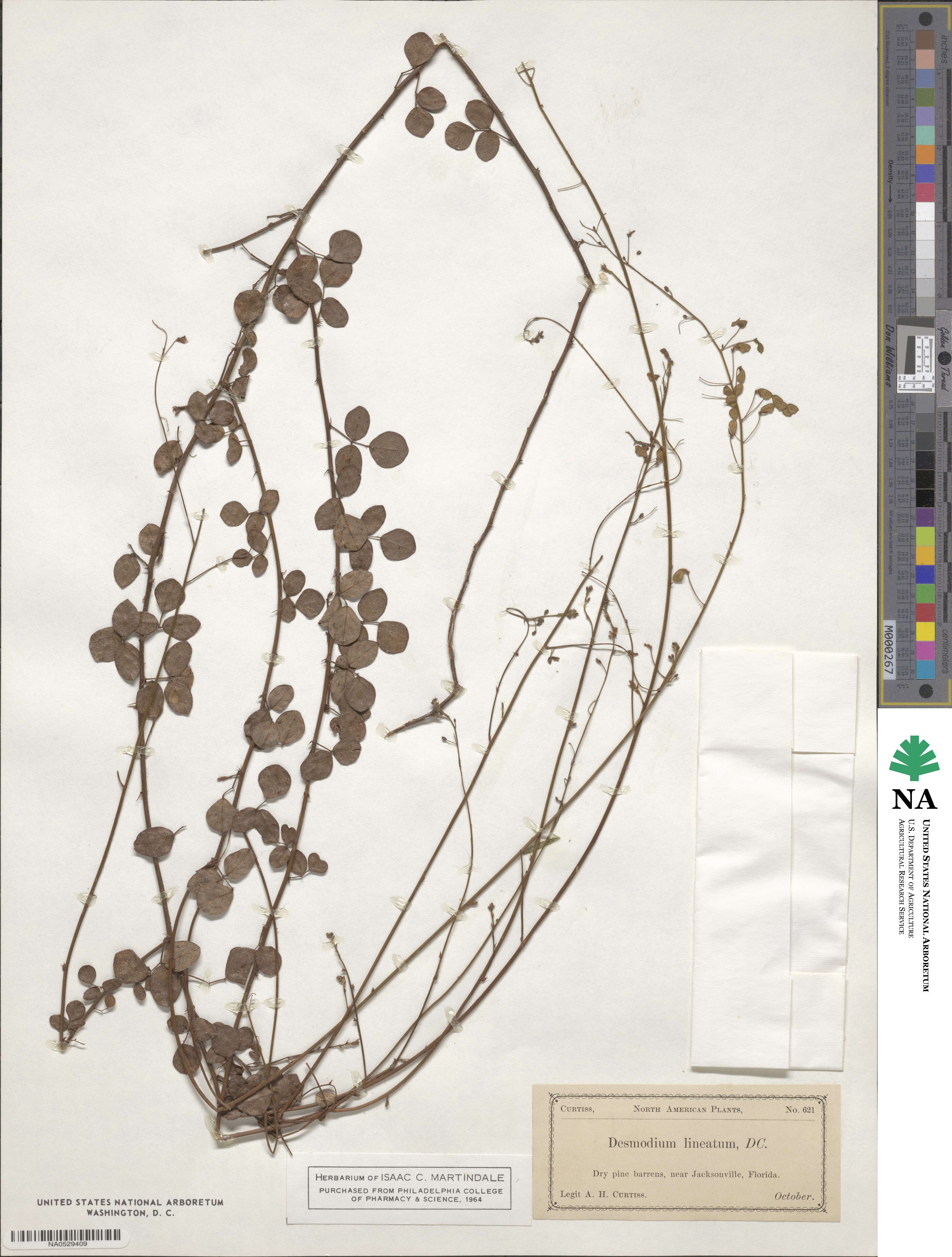 Desmodium lineatum image