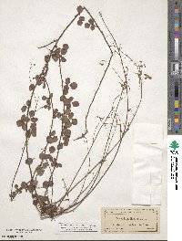 Desmodium lineatum image