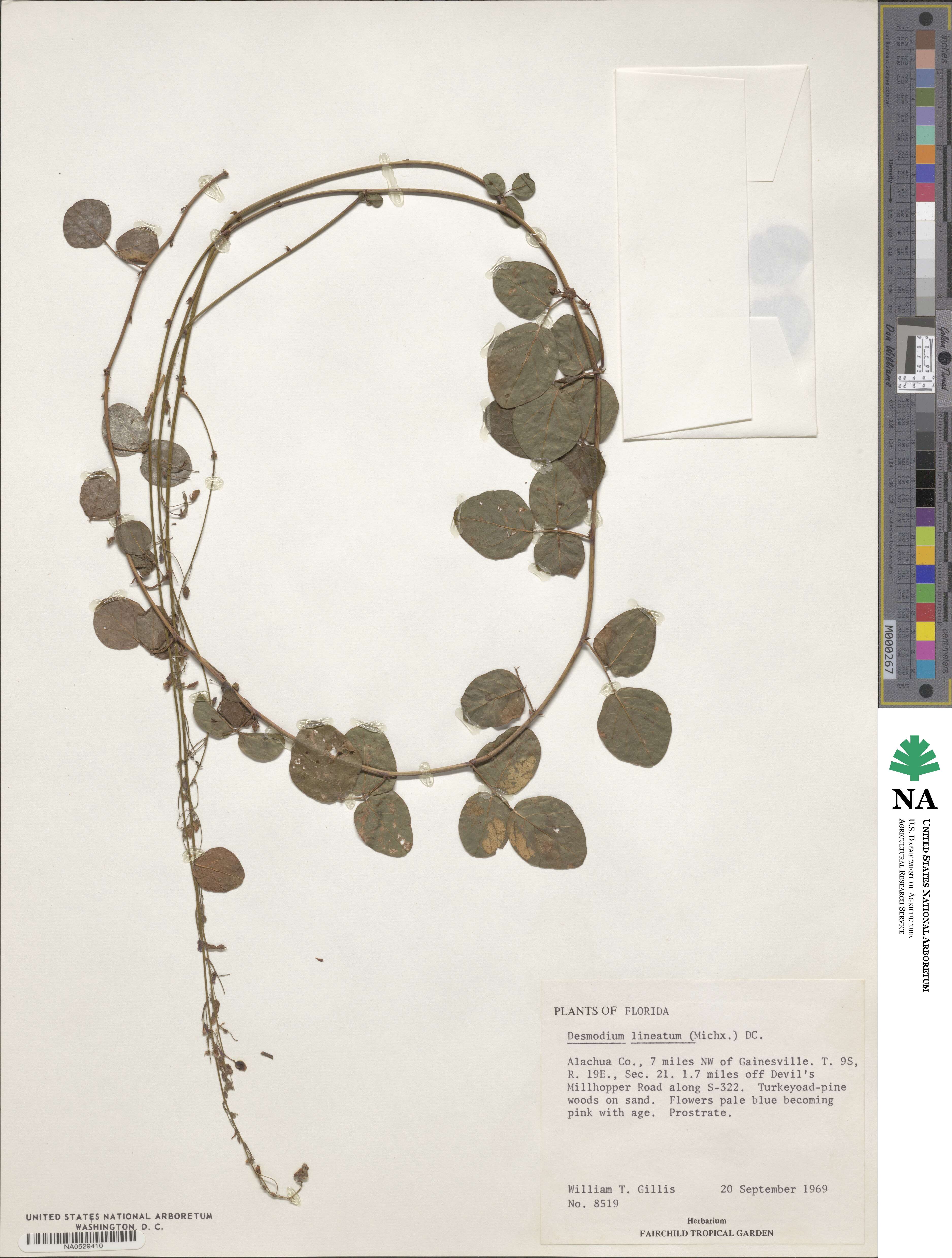 Desmodium lineatum image