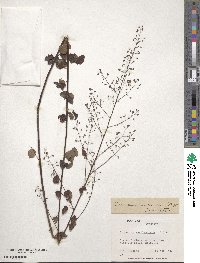 Desmodium marilandicum image