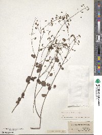 Desmodium marilandicum image