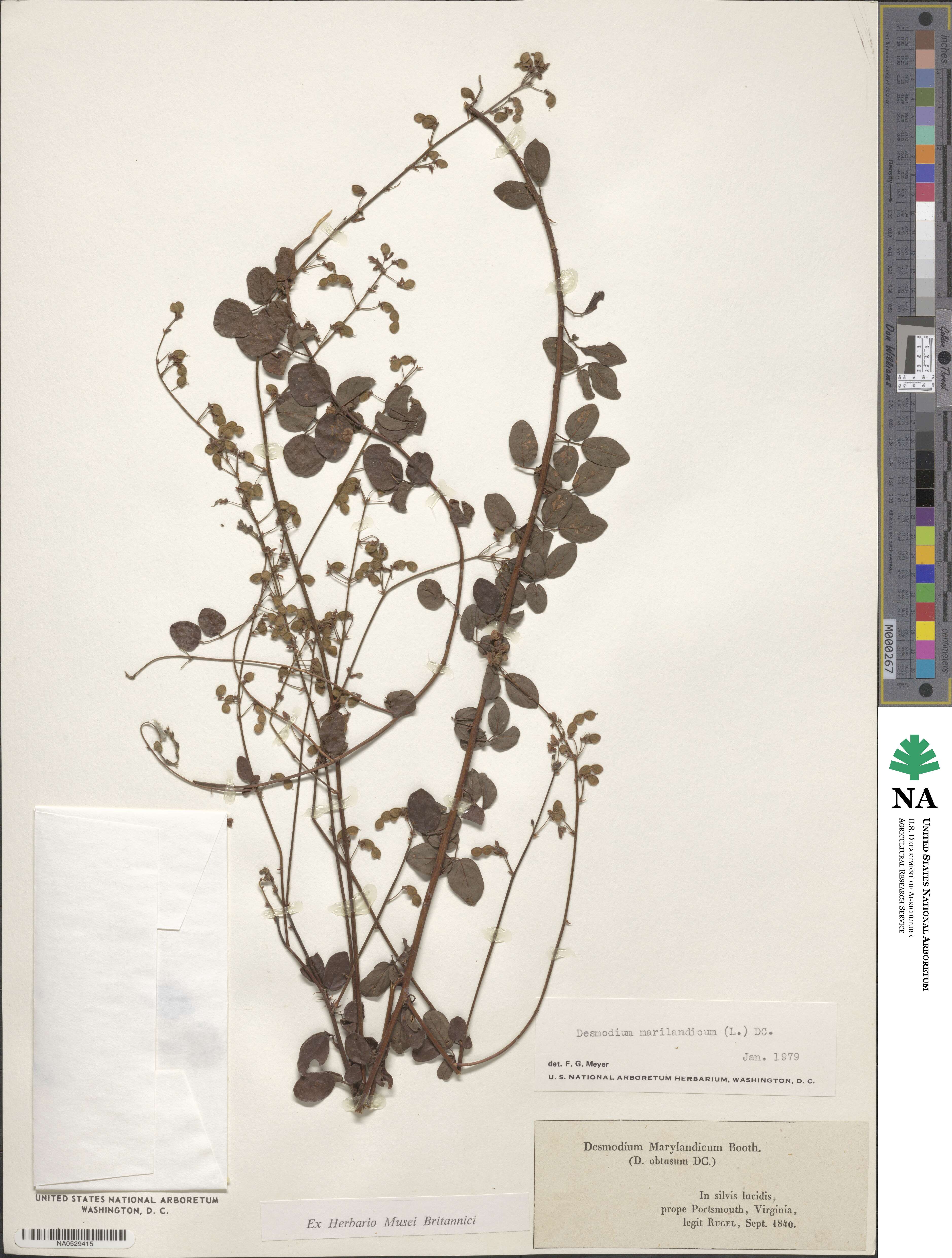 Desmodium marilandicum image