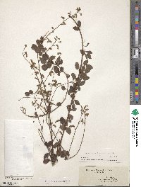 Desmodium marilandicum image