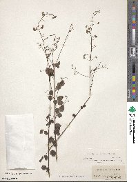 Desmodium marilandicum image