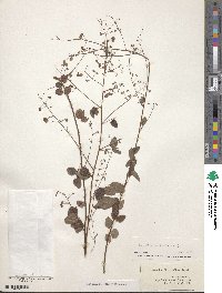 Desmodium marilandicum image