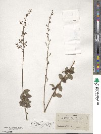 Desmodium marilandicum image