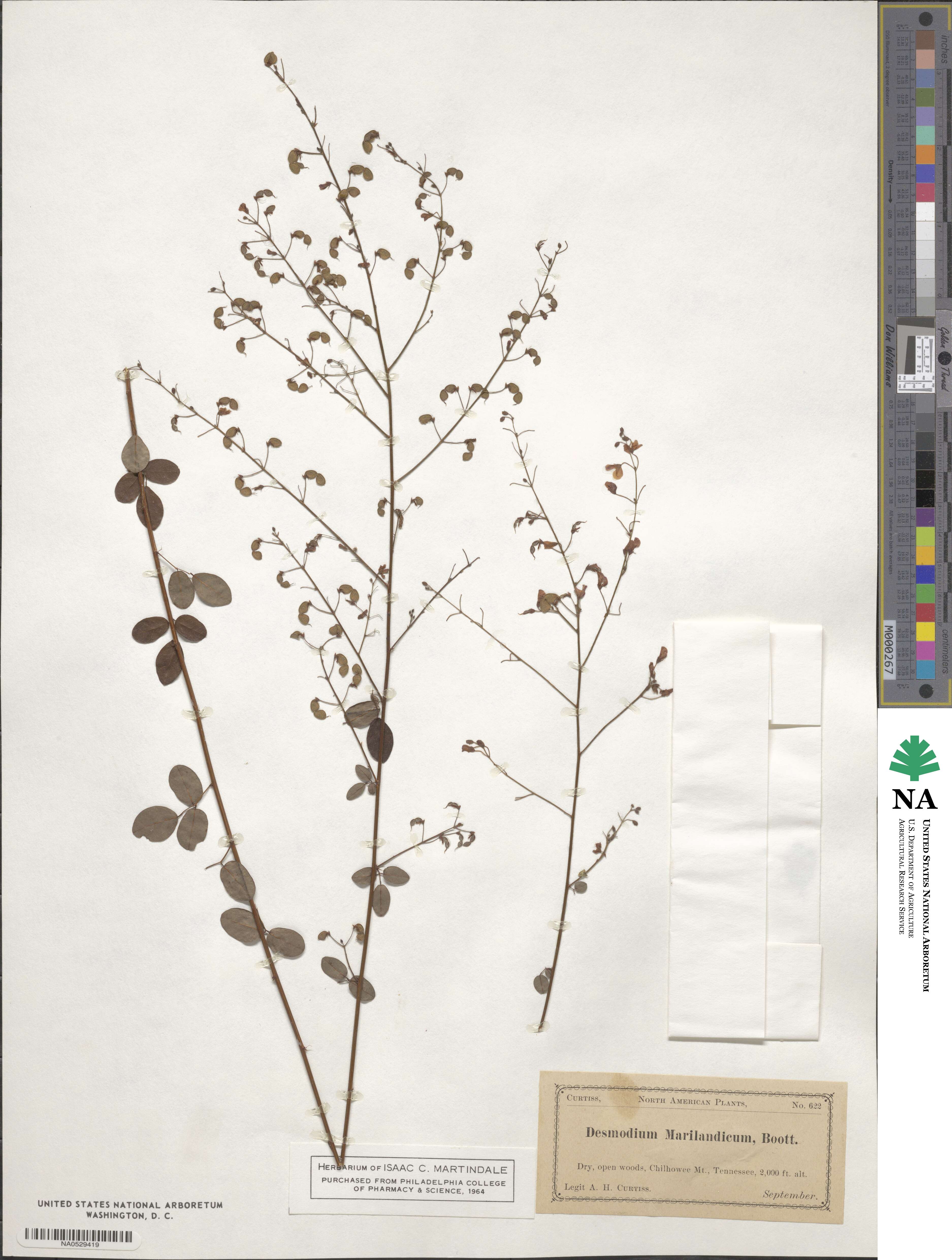 Desmodium marilandicum image