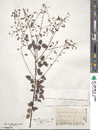 Desmodium marilandicum image