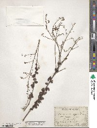 Desmodium marilandicum image