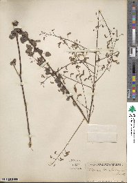 Desmodium marilandicum image