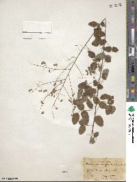 Desmodium marilandicum image