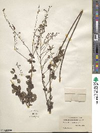 Desmodium marilandicum image