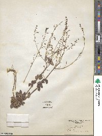 Desmodium marilandicum image