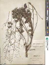 Desmodium marilandicum image