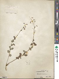 Desmodium marilandicum image