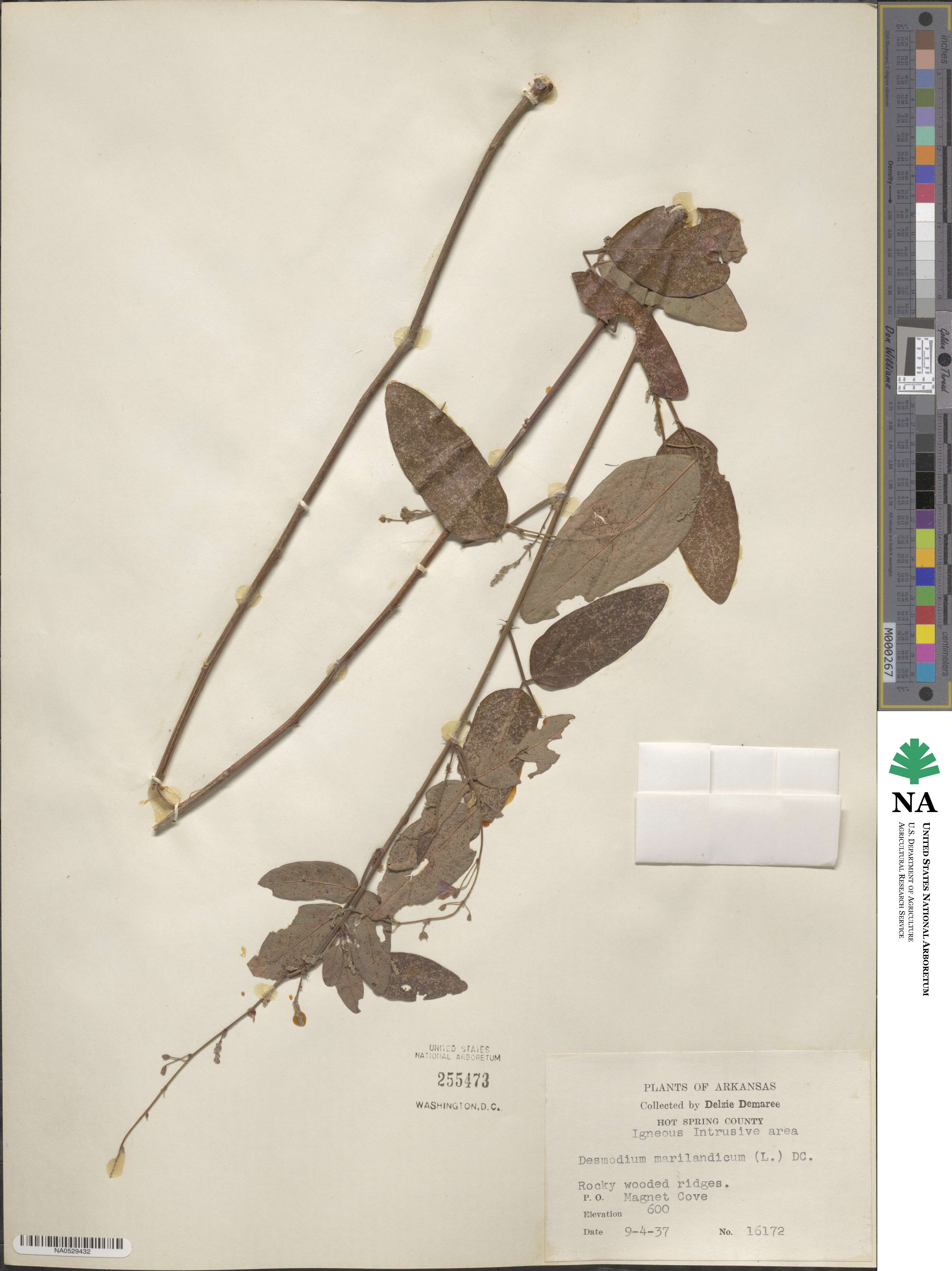 Desmodium marilandicum image