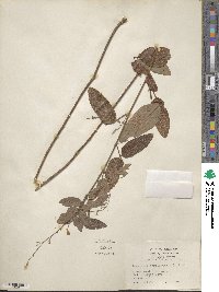 Desmodium marilandicum image