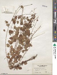 Desmodium marilandicum image