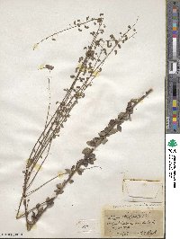 Desmodium marilandicum image