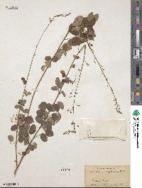 Desmodium marilandicum image