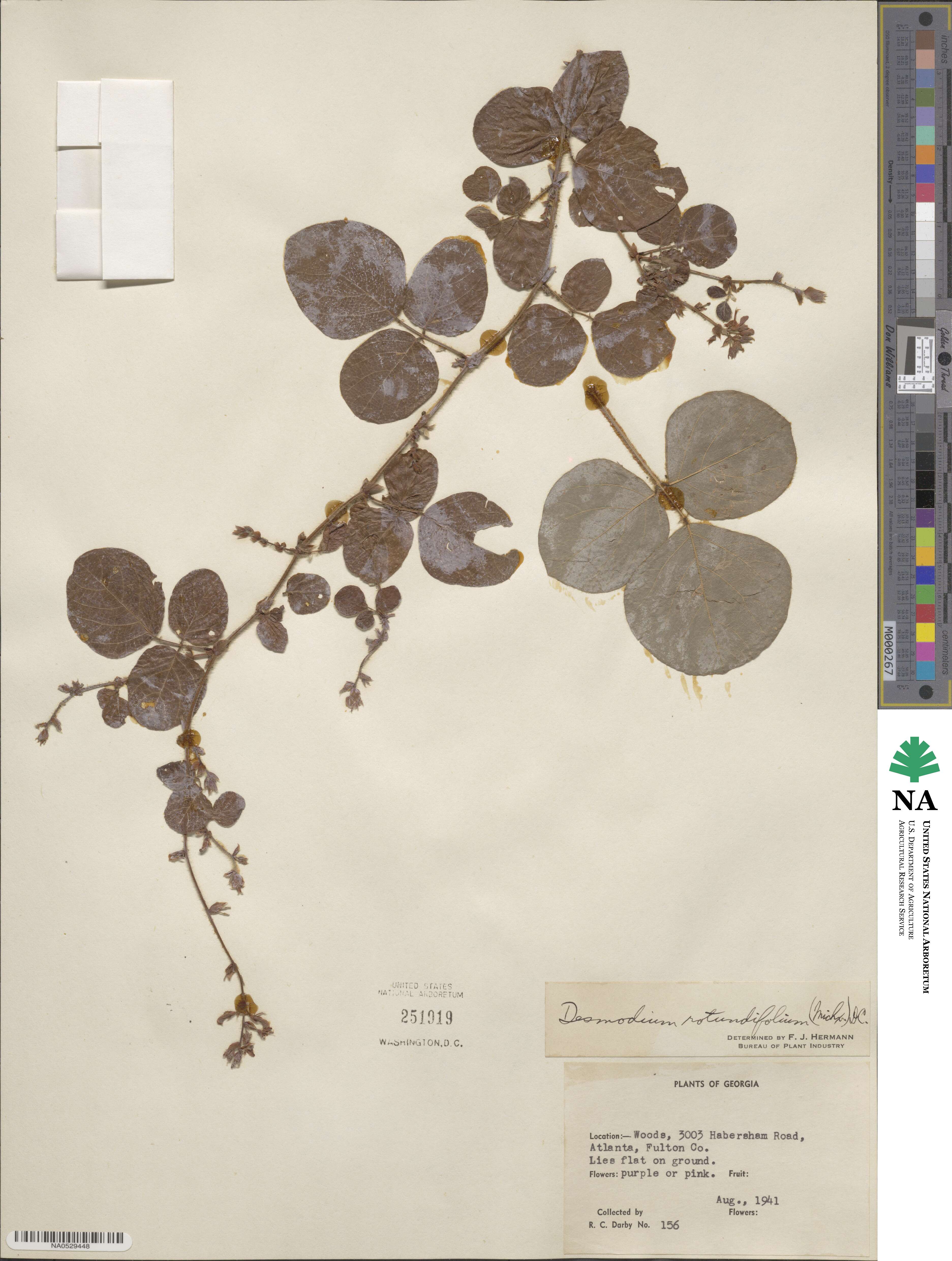 Desmodium rotundifolium image