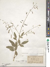 Desmodium glabrum image