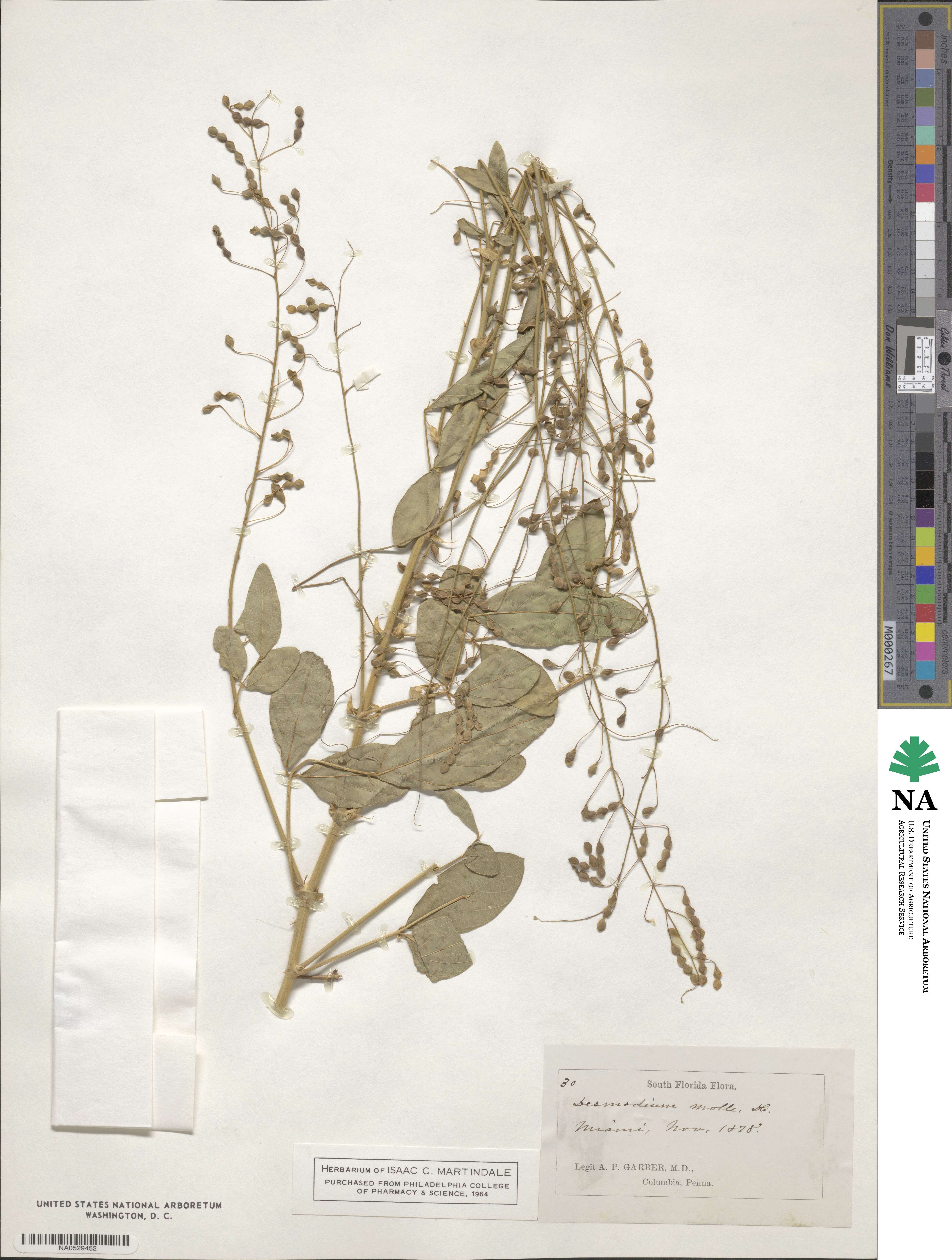 Desmodium glabrum image