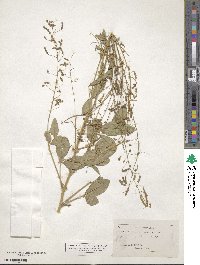 Desmodium glabrum image