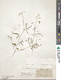 Desmodium procumbens image