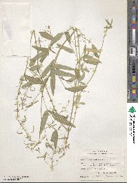 Desmodium procumbens image