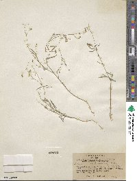 Desmodium procumbens image