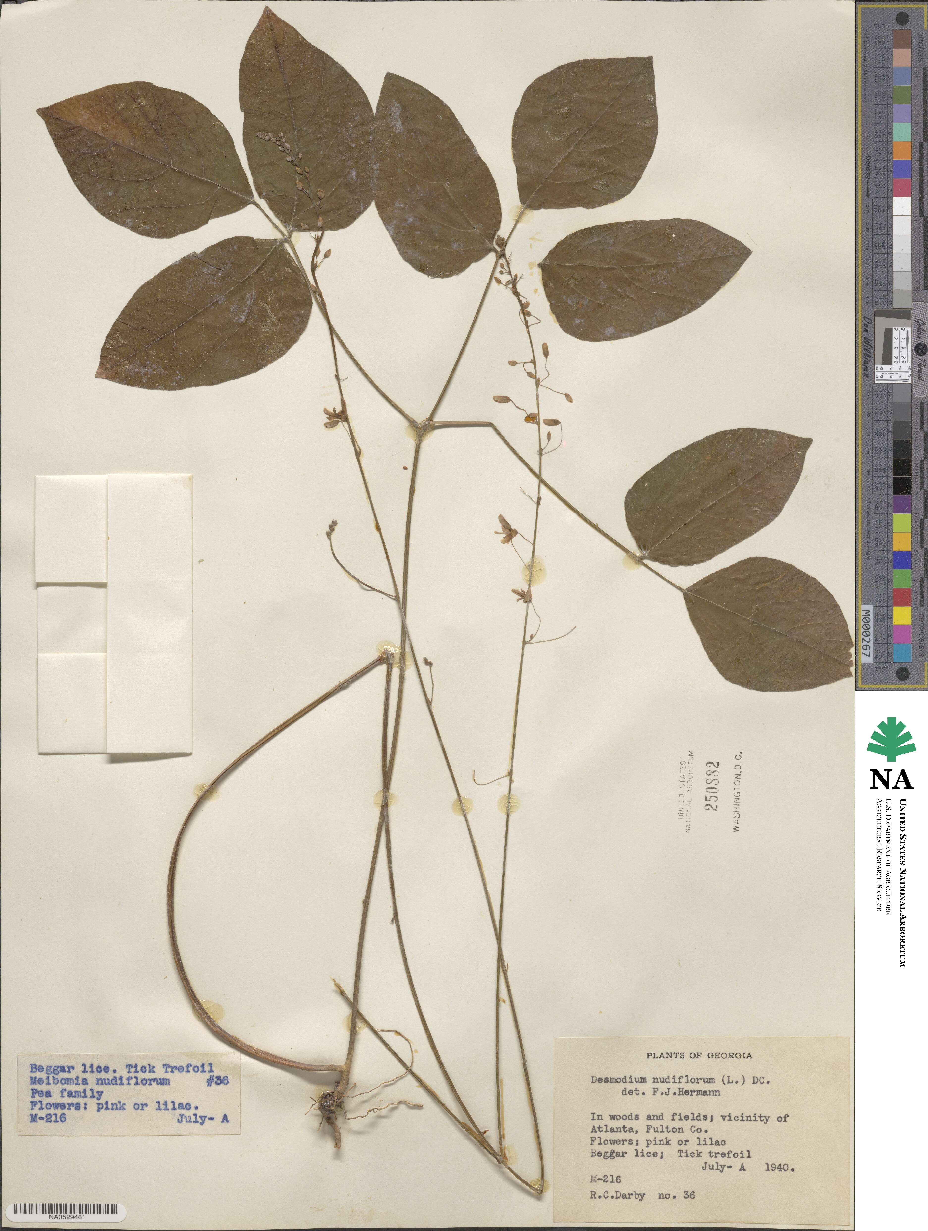 Hylodesmum nudiflorum image