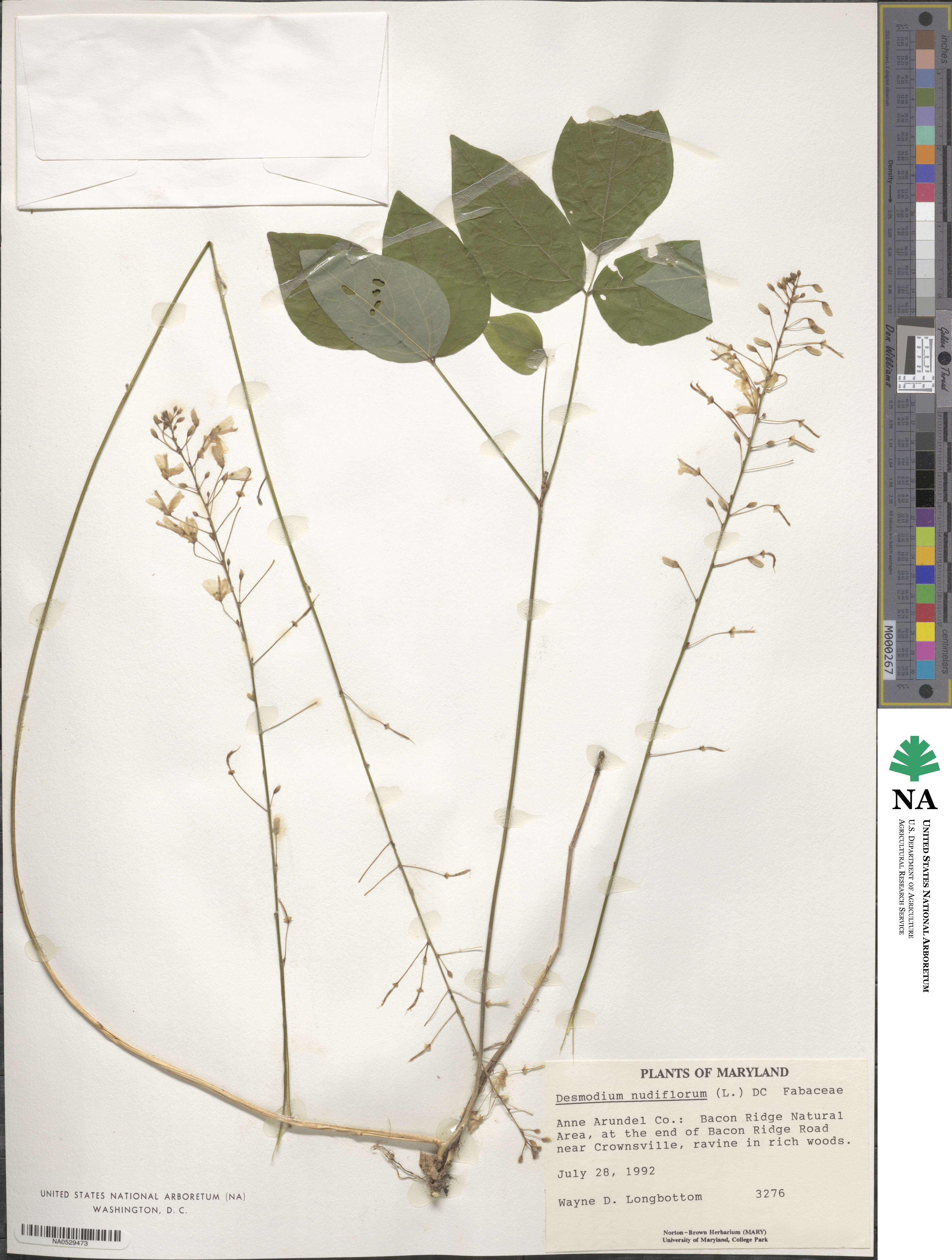 Hylodesmum nudiflorum image