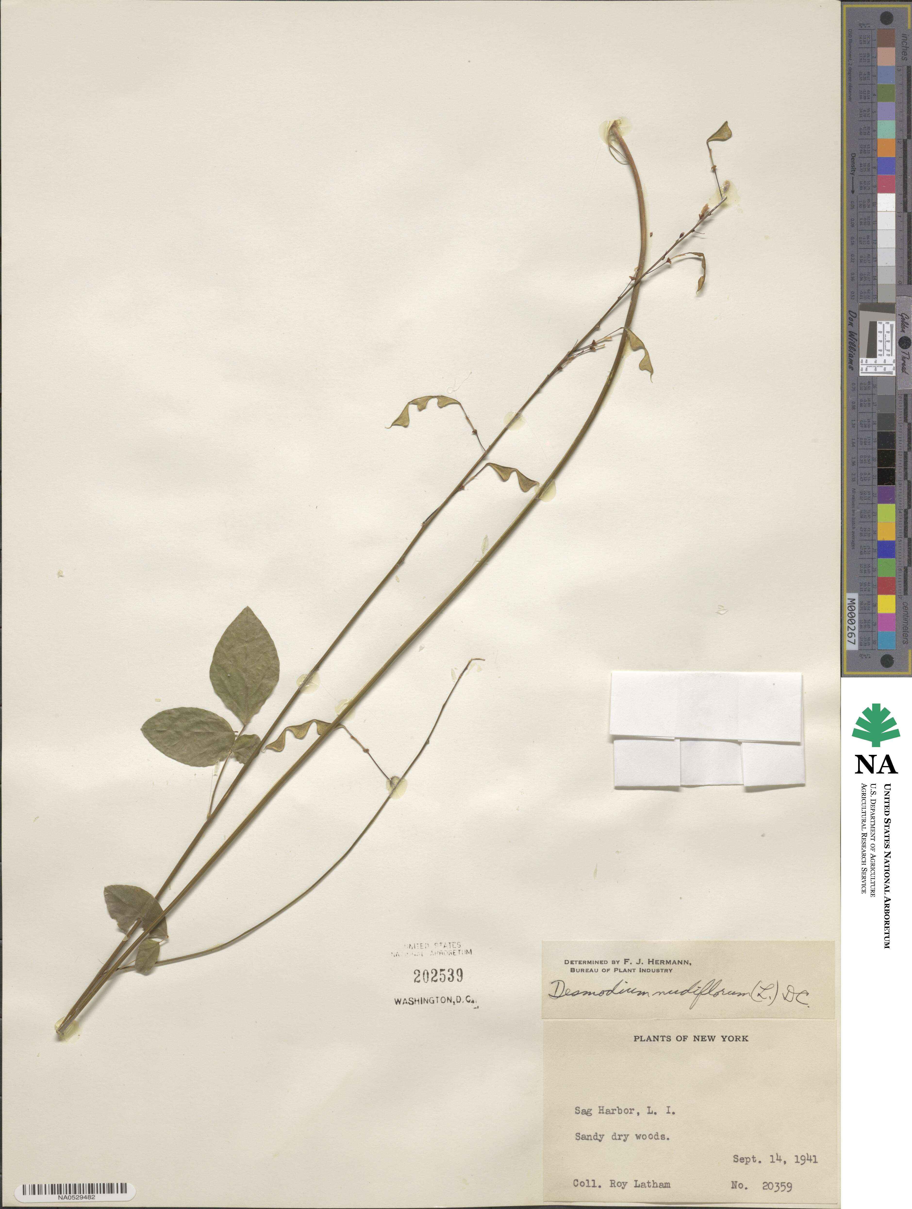Hylodesmum nudiflorum image