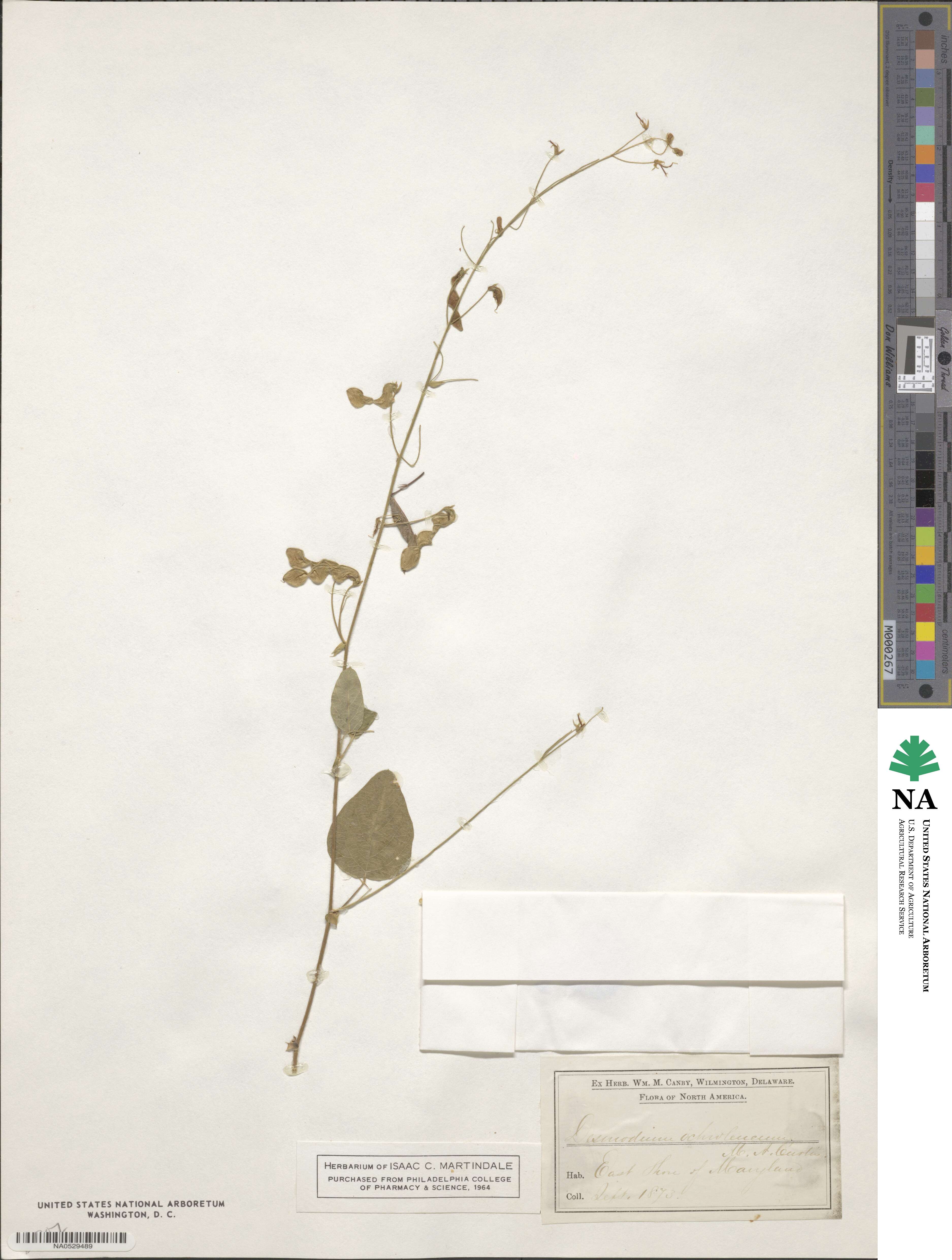 Desmodium ochroleucum image