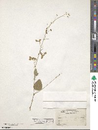 Desmodium ochroleucum image