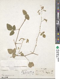 Desmodium ochroleucum image