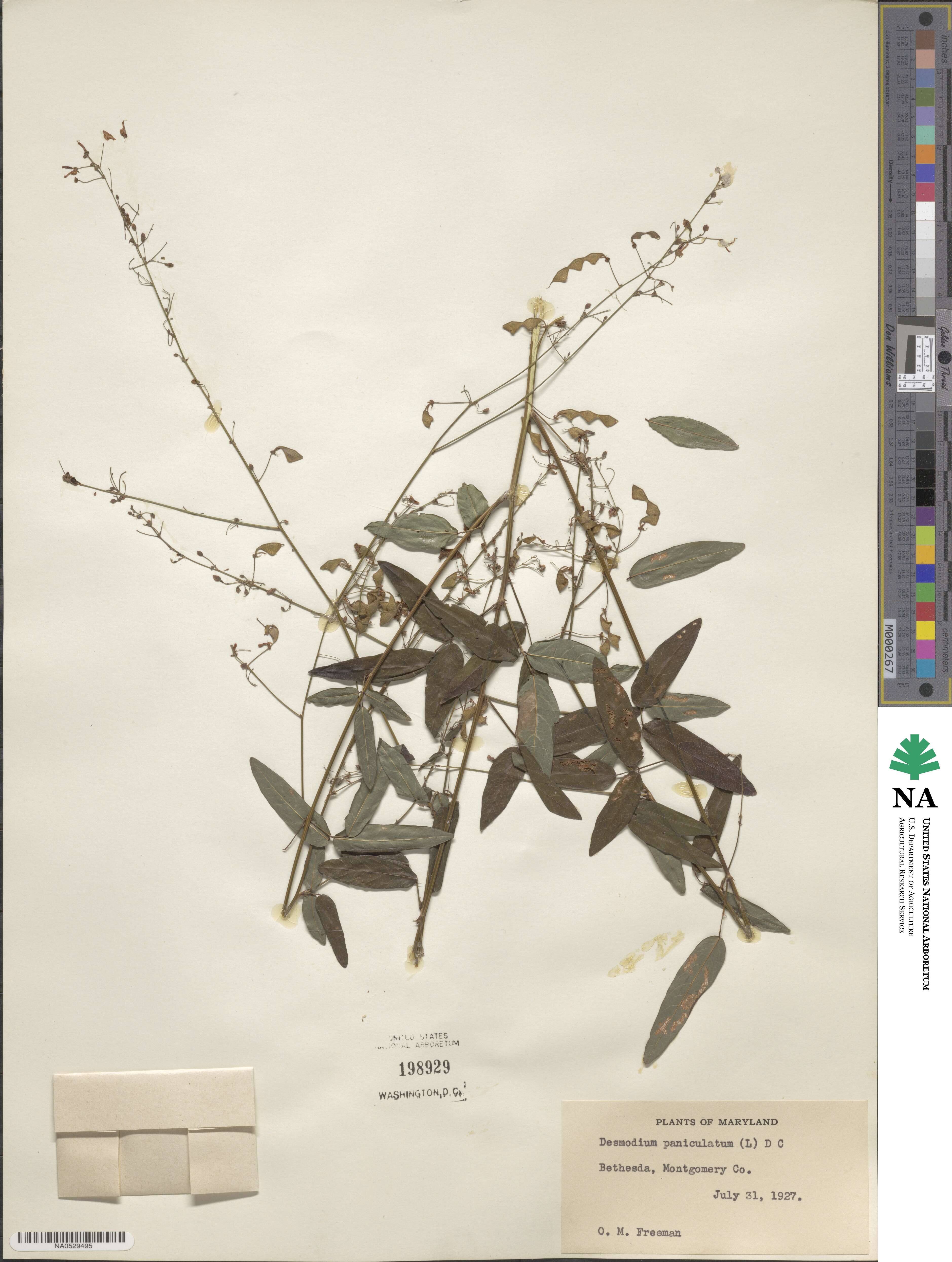 Desmodium paniculatum image