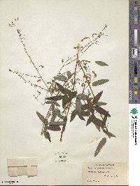 Desmodium paniculatum image