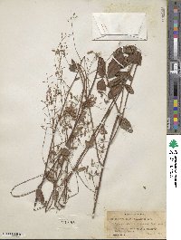 Desmodium paniculatum image