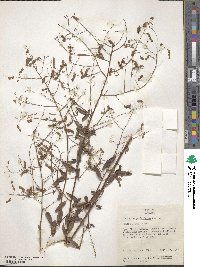 Desmodium paniculatum image