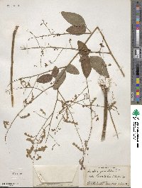 Desmodium paniculatum image