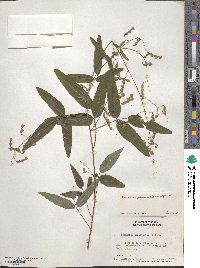 Desmodium paniculatum image