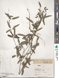 Desmodium paniculatum image