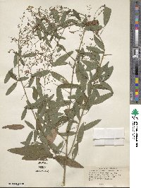 Desmodium paniculatum image